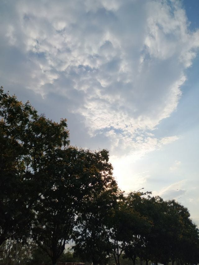 A patch of clouds against a line of trees with yellow flowers on them.
