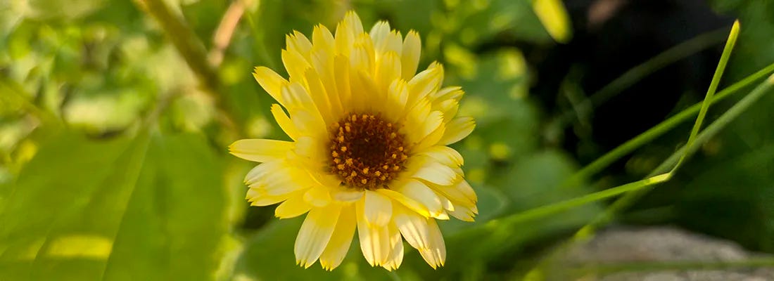 A close-up image of a yellow flower with a brown center, surrounded by green leaves and grass. The flower is in full bloom and the petals are slightly frayed at the edges. The background is blurred, highlighting the vibrant colors of the flower.