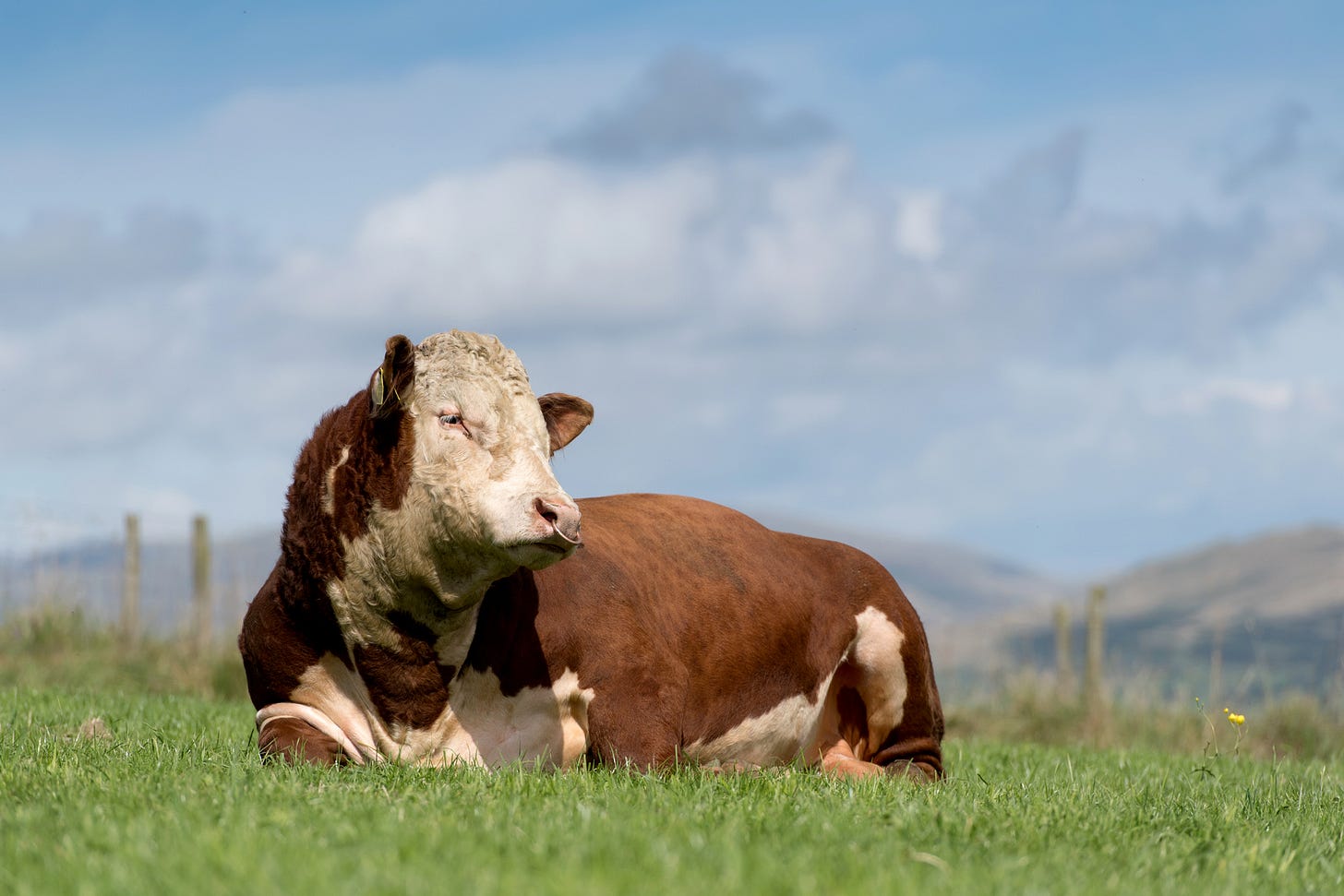 5 bulls found dead in Oregon; then the story gets weird
