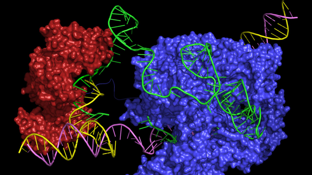 New 'prime' genome editor could surpass CRISPR | Science | AAAS