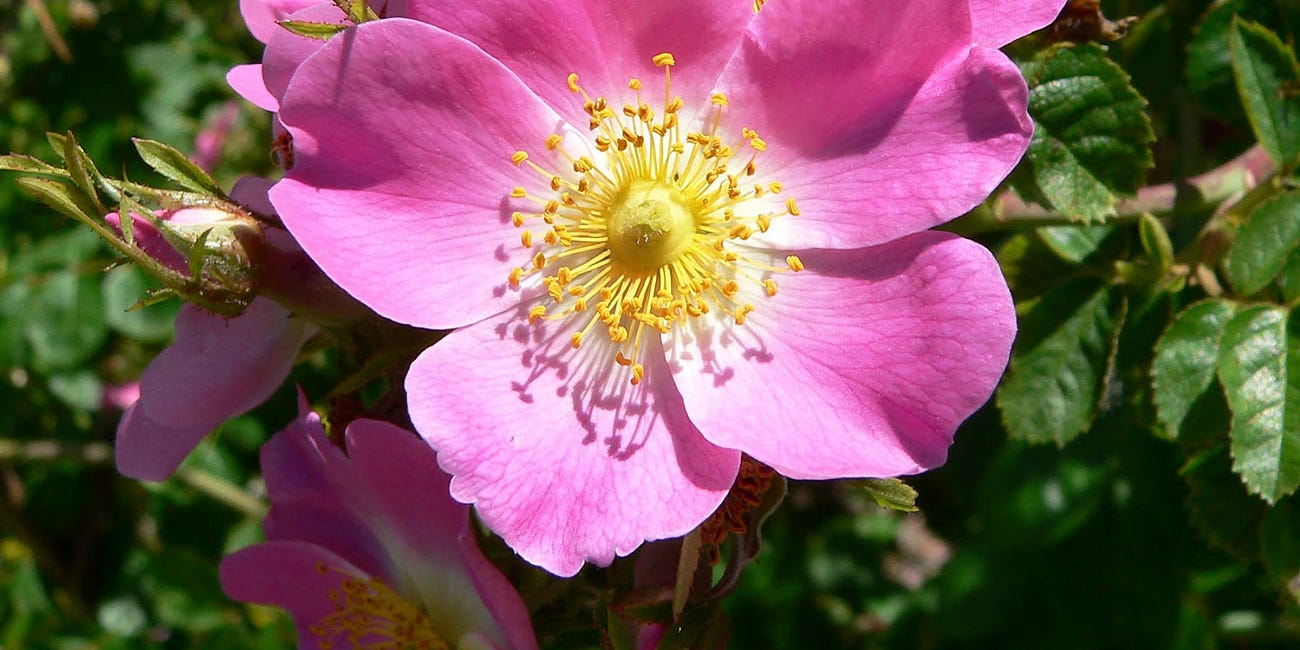 Rose: Bringer of Beauty and Protection