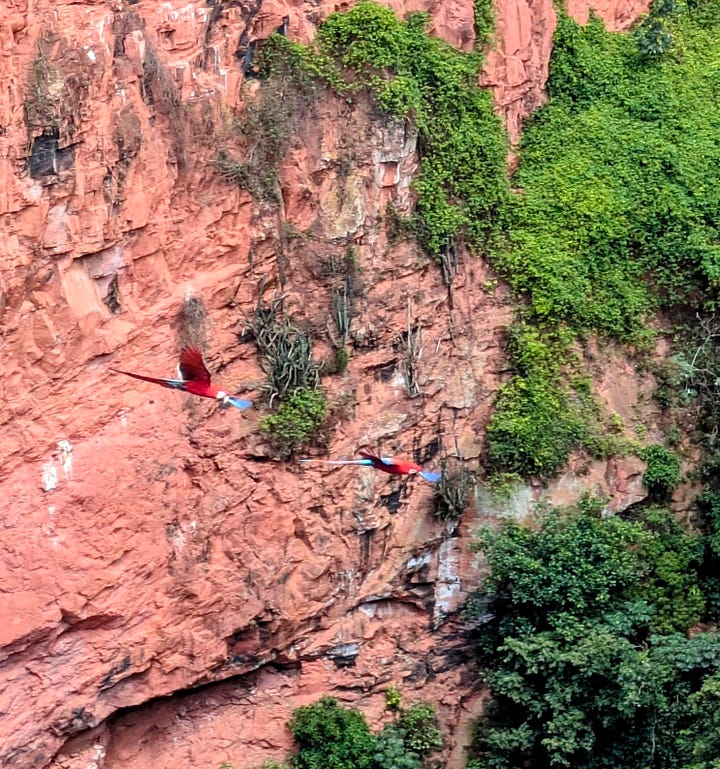 Gruta Cathedral cave; macaws in the wild
