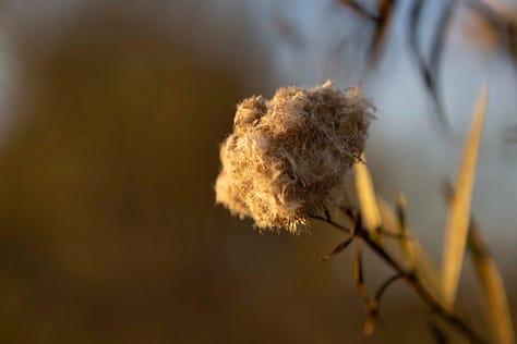 A photo essay made near the Colorado Lagoon in Long Beach, California