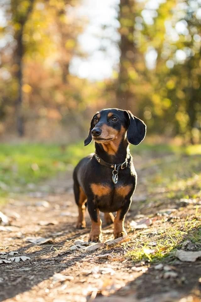 May be an image of dog and outdoors