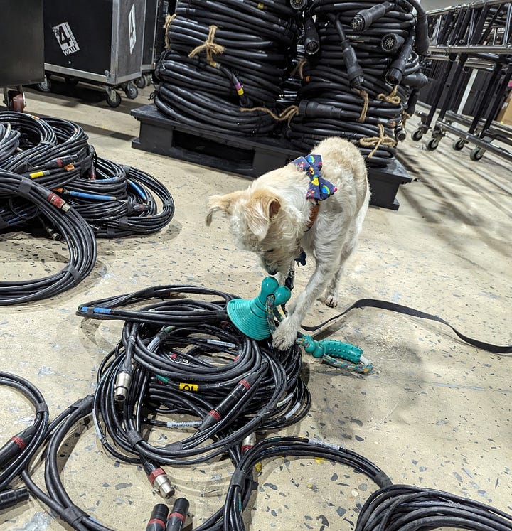 Small dog, Cooper, among lighting cables at the shop.