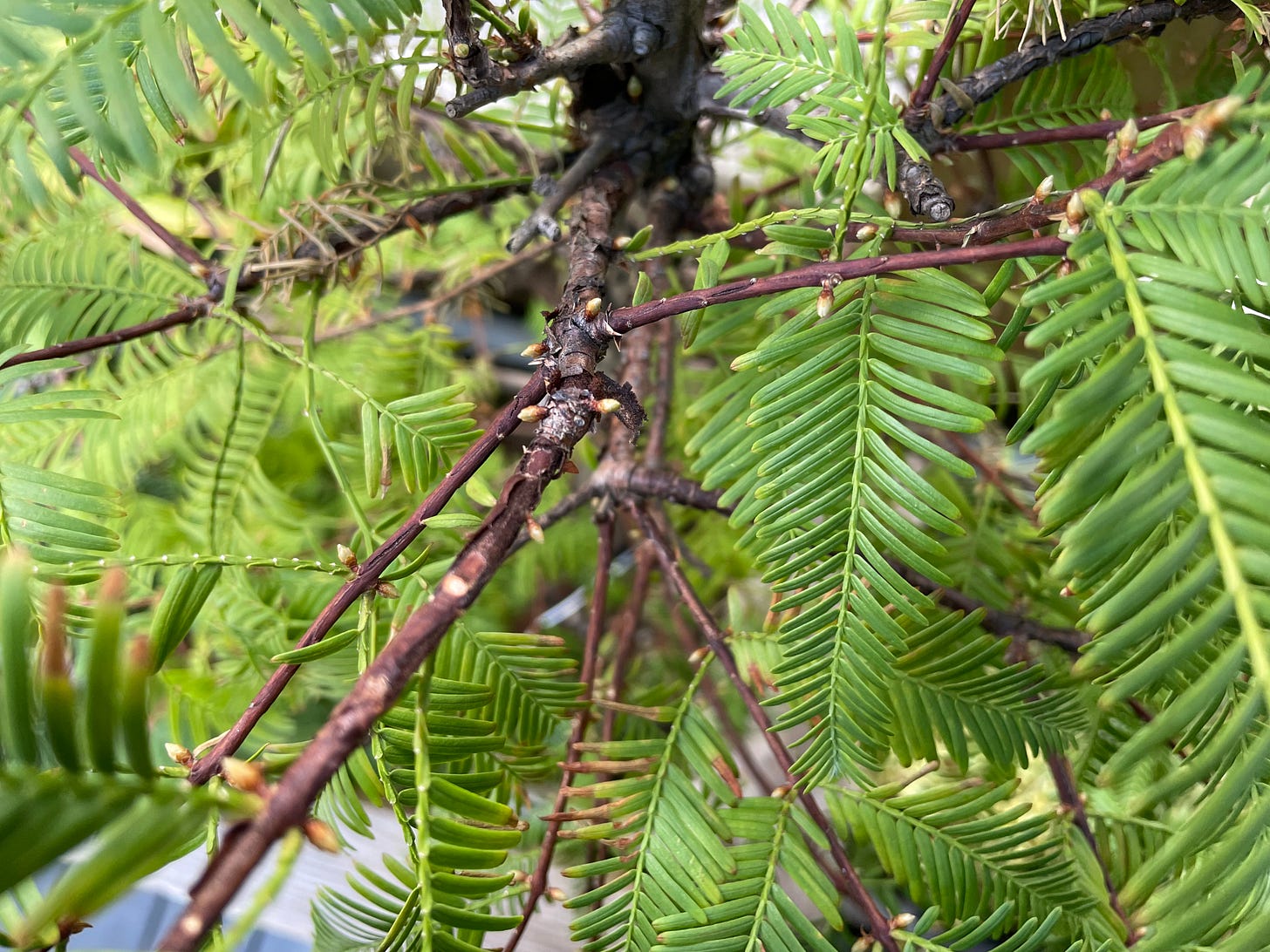 ID: Close up photo of dawn redwood branch showing buds poking out every which way