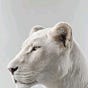 Lost and Finding.'s avatar