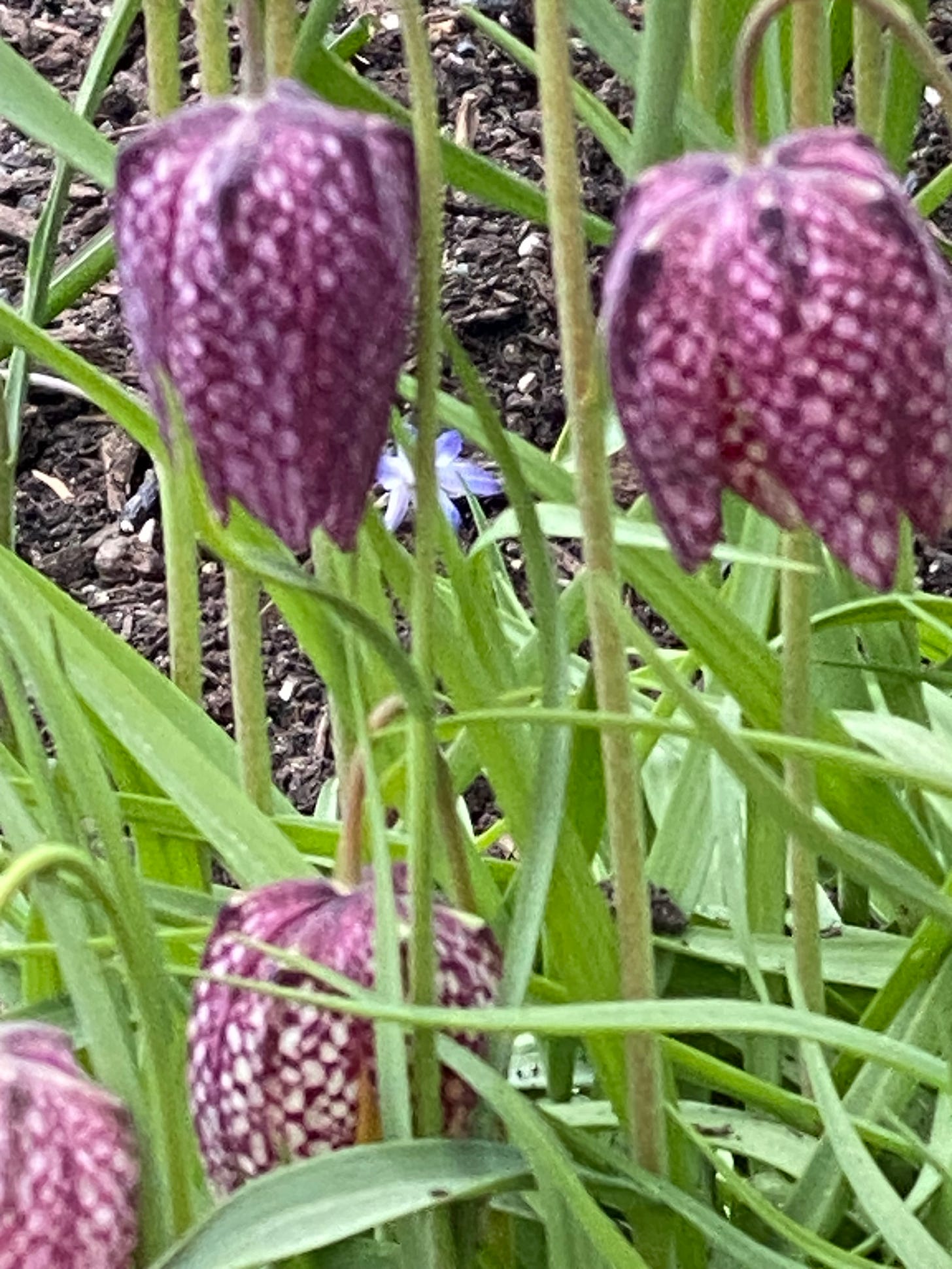 Chocolate lily