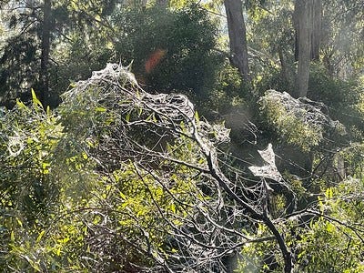 A fallen forest at the edge of town, with trees down and spiderwebs covering the debris on my property. Epicormic growth sprouts from trees that didn’t realise they were not going to survive.”