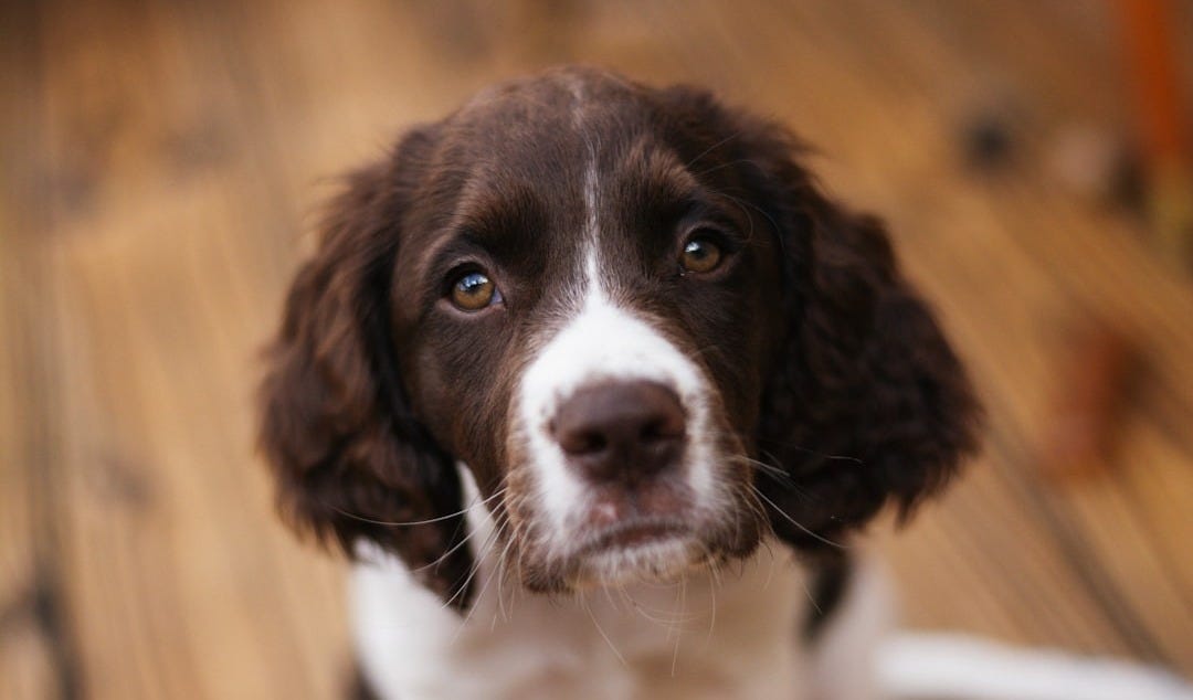 A brown and white dog sitting on top of a wooden floor