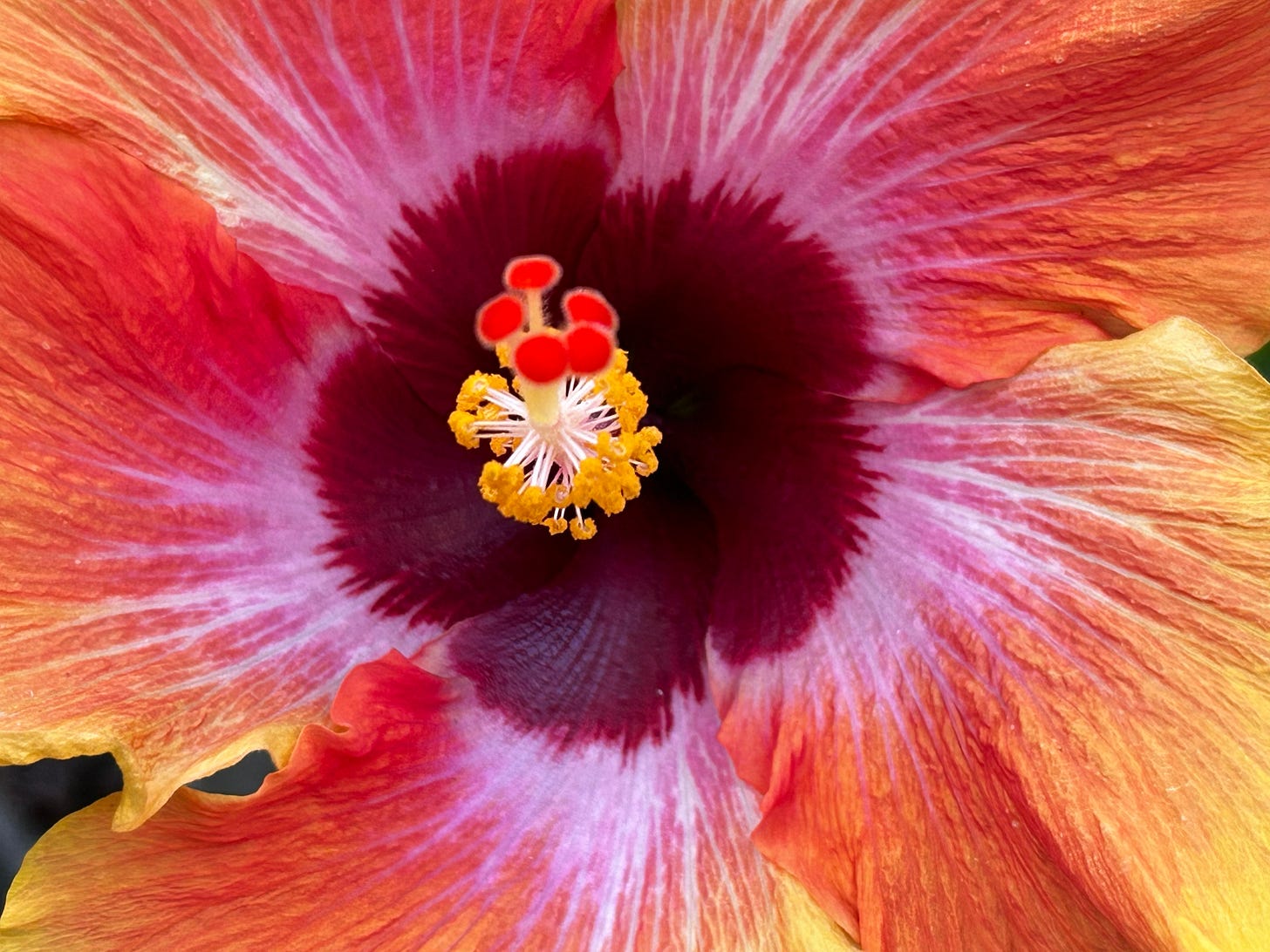 A close-up of the stamens and petals of a sunset-colored hibiscus flower
