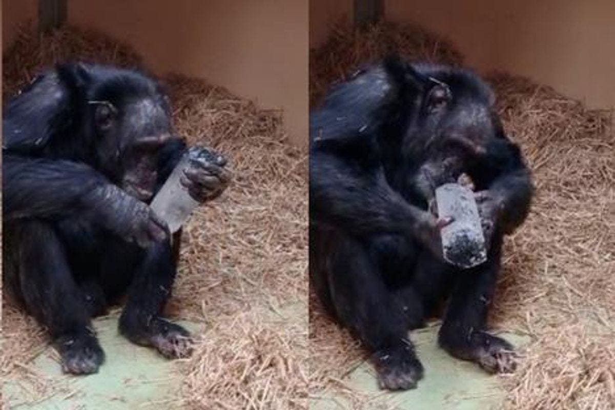Some Chimps Treat Crystals As Precious Items, Showing How Our Roots for  Aesthetics Run Deep | Discover Magazine