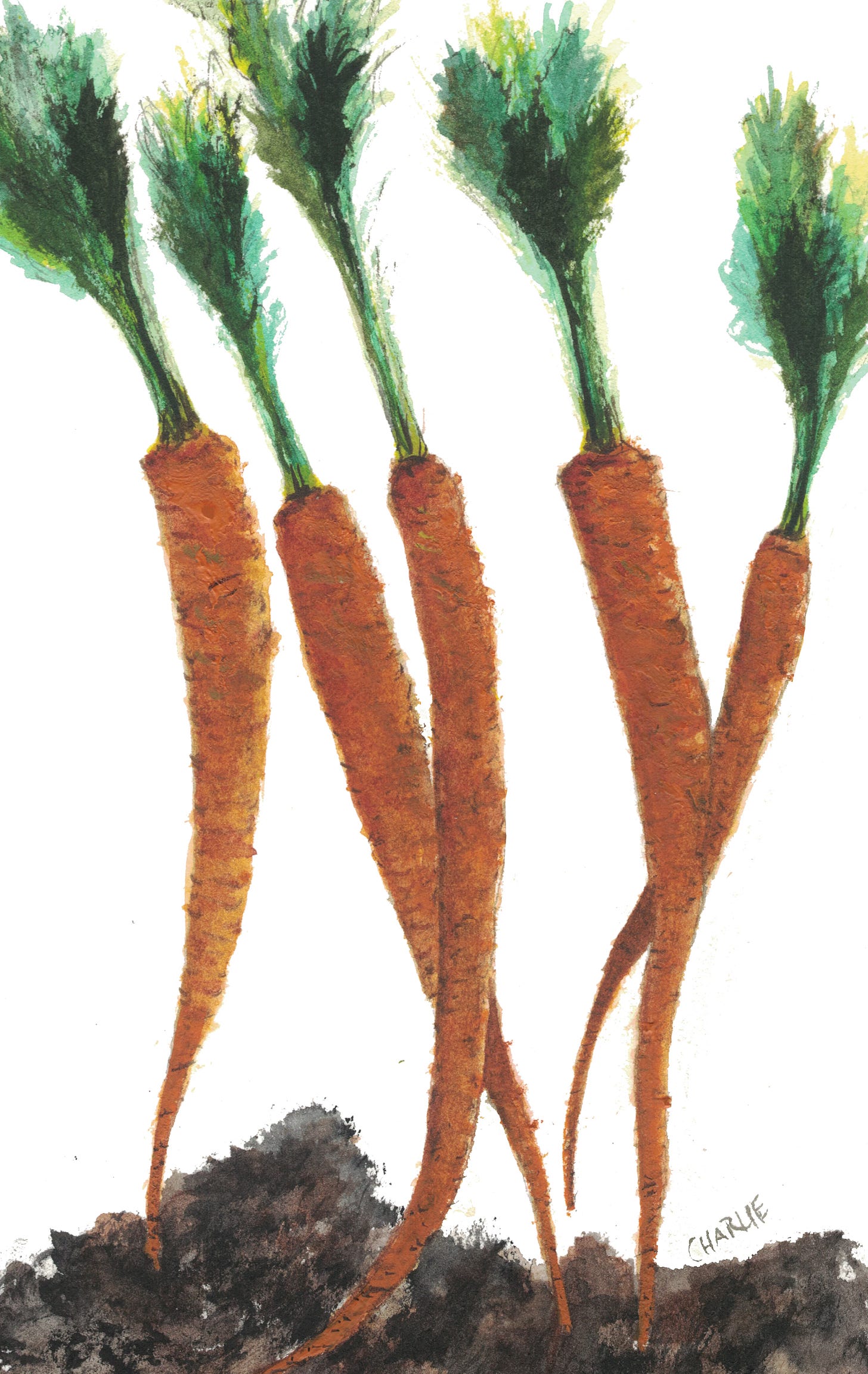 watercolor painting of carrots
