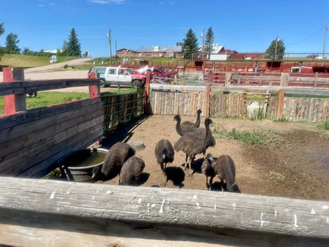 My photos from the campgrounds of the many animals.