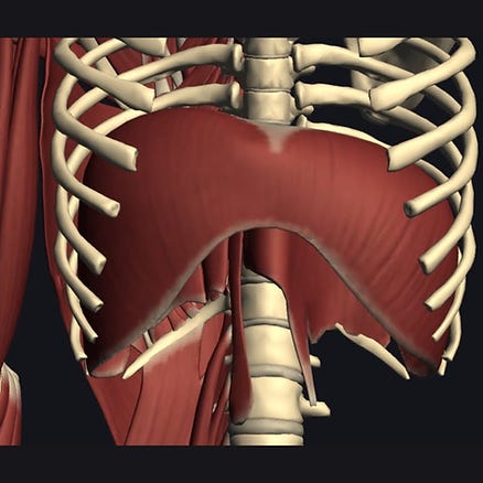 The diaphragm The diaphragm