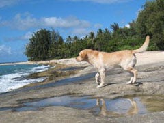 Vincent from LOST - Thumbnail