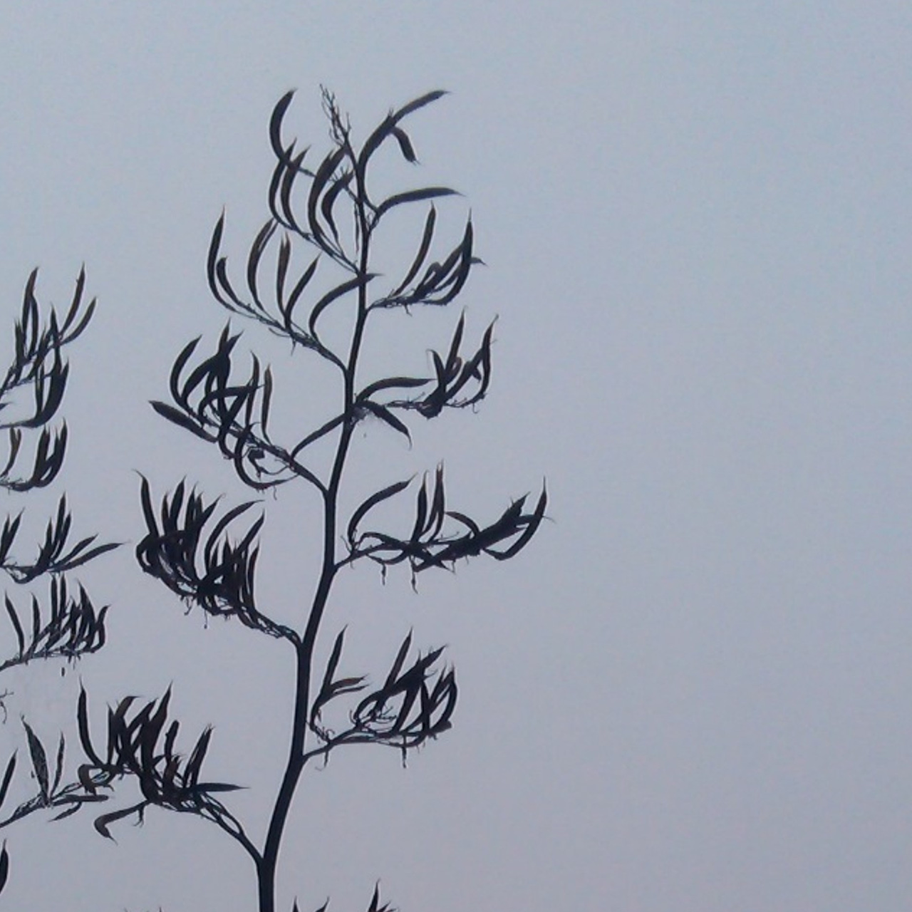 Dr Bex on Social Issues in Aotearoa NZ