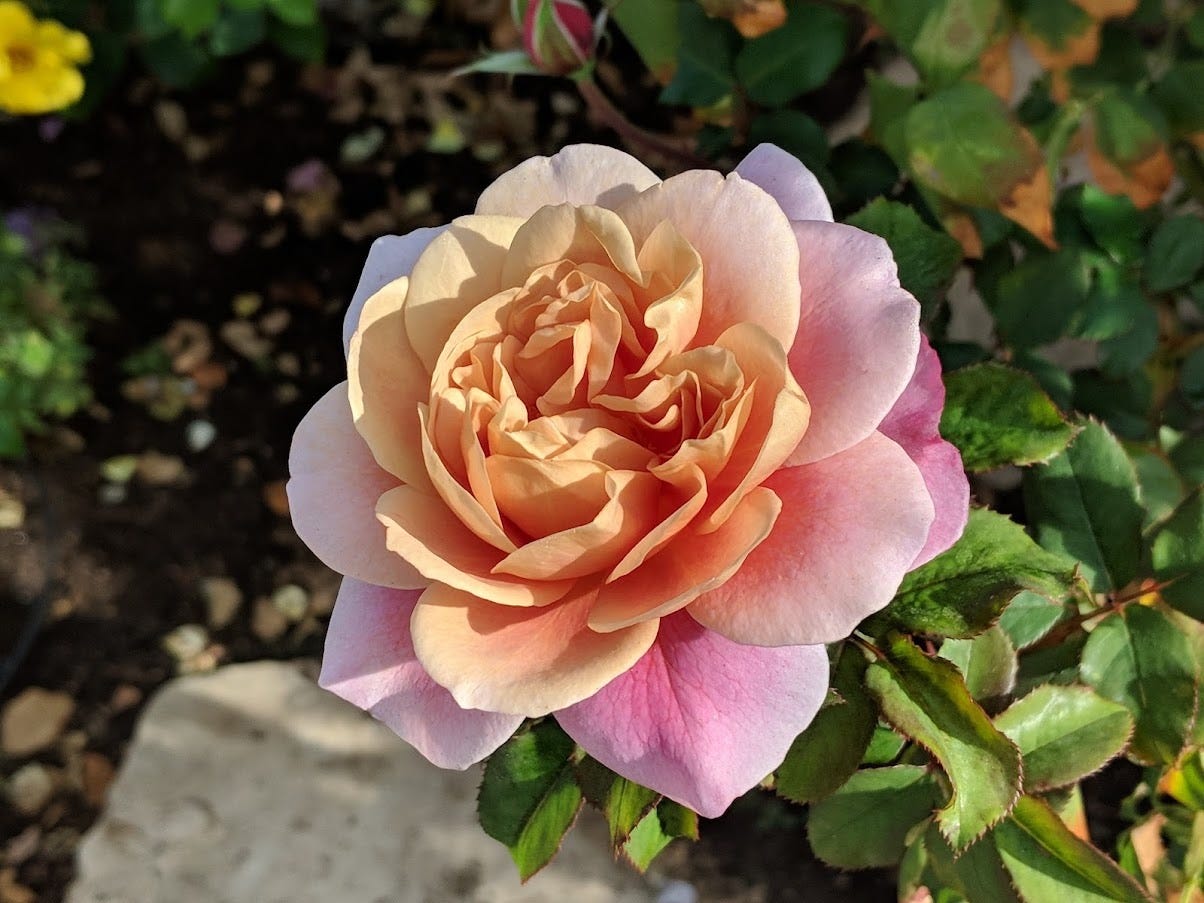 Distant Drums rose