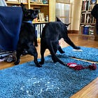 Fostering for the First Time