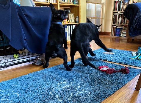Black puppies being cute in different scenarios: fighting, sitting gorgeously on a couch, staring each other down in the yard, sitting contemplatively in the yard, looking right at the camera with ears askew.