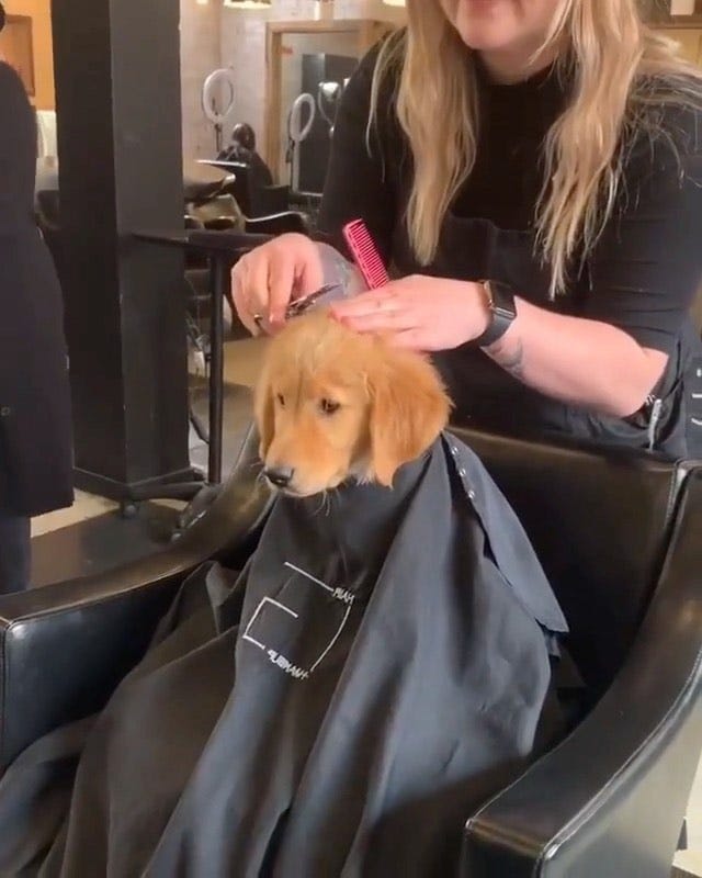 Video by Animal & Pet Lover in Los Angeles, California. Image may contain: one or more people, people sitting and dog Video by Animal & Pet Lover in Los Angeles, California. Image may contain: one or more people, people sitting and dog