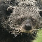 Planet Ficus Monthly Roundup #2