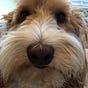 WagginWendy's avatar