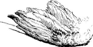 A bird’s wing, in flight. Black and white.