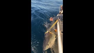 On one-year tagging milestone, the largest Atlantic white shark returns to Florida waters On one-year tagging milestone, the largest Atlantic white shark returns to Florida waters