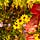 Wildflowers in the Wilderness