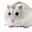 Hamster's avatar