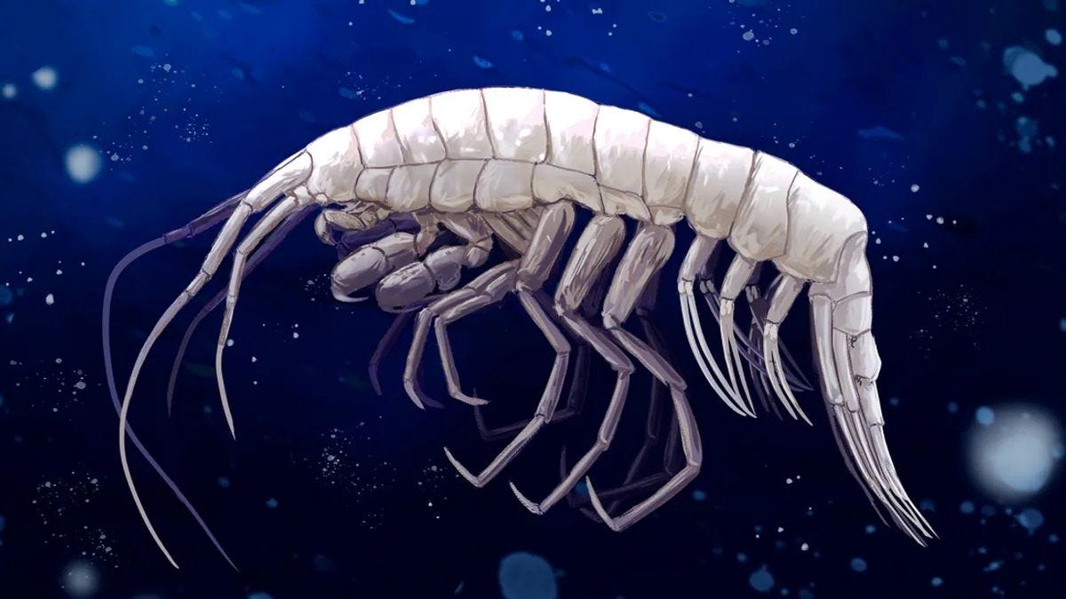 Deep-sea discovery: New predator species found in Atacama trench