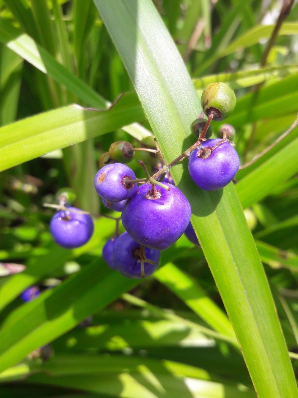 Dianella caerulea [fruit - The Forts, Magnetic Is, 2022] sml.jpg