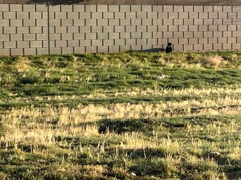 Cat sitting against a brick wall looking out the open grass