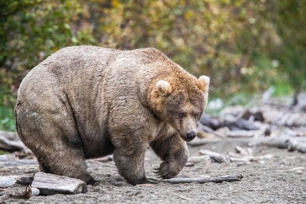 The Fattest Bears in Alaska Want Your Vote - The New York Times The Fattest Bears in Alaska Want Your Vote - The New York Times