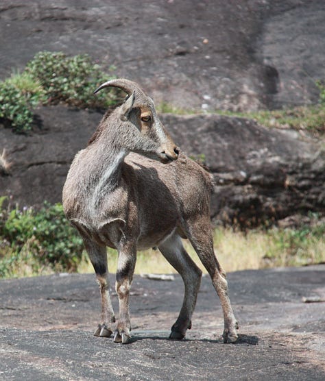 More brown, goat-like animals with horns, one in front of three men seen on the edge of the image, plus more mountains and grassland with cloudy skies