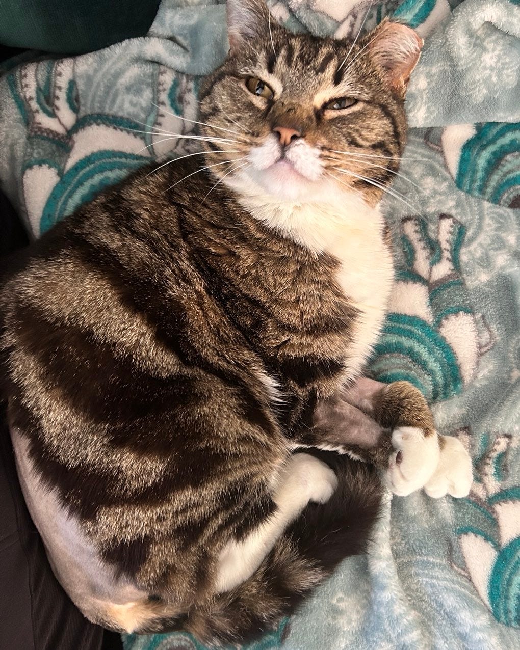 May be an image of cat