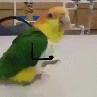 parrot GIF