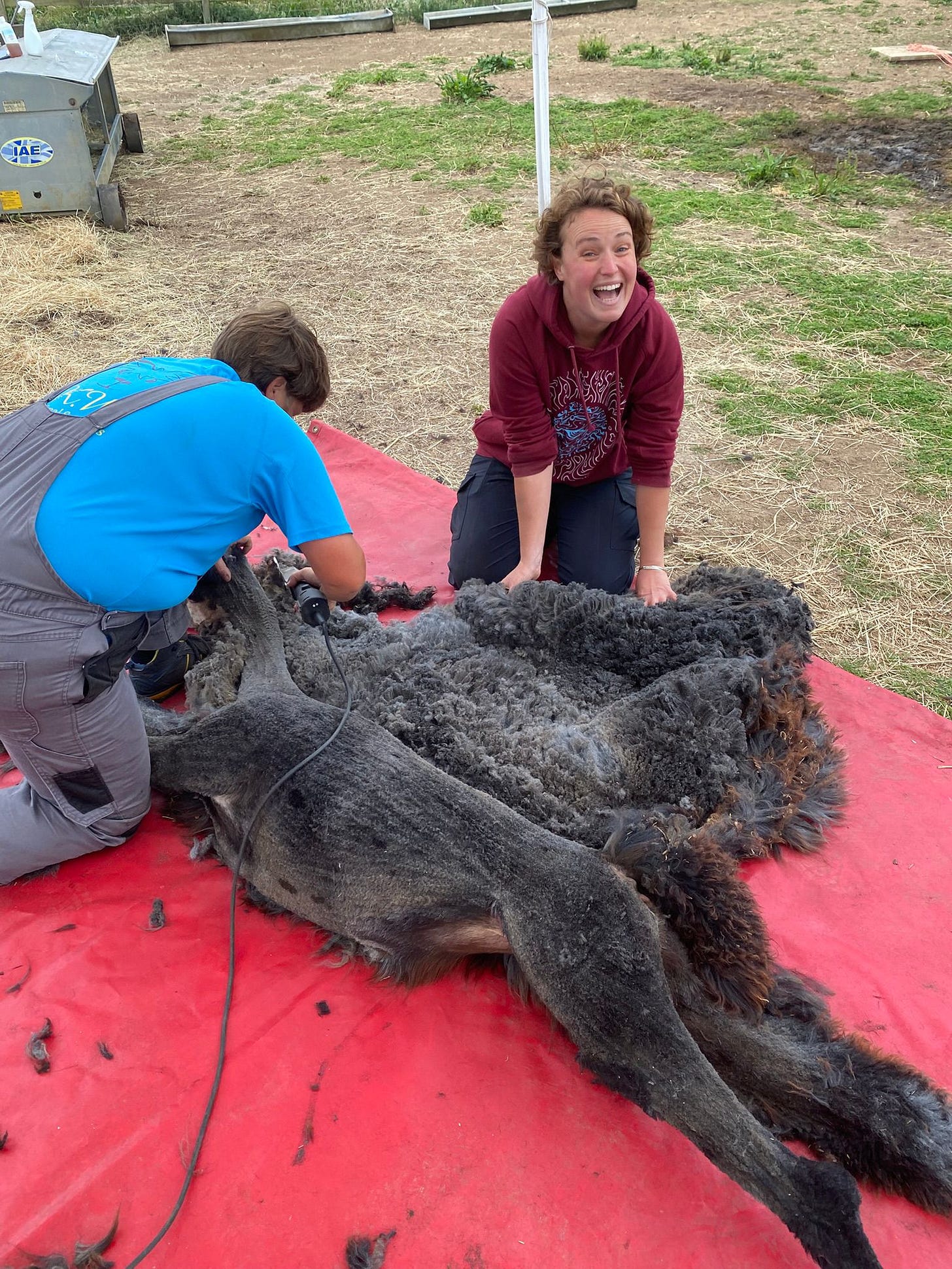 Our bundle of joy Alison helping to remove the blankets, Kirstie shearing