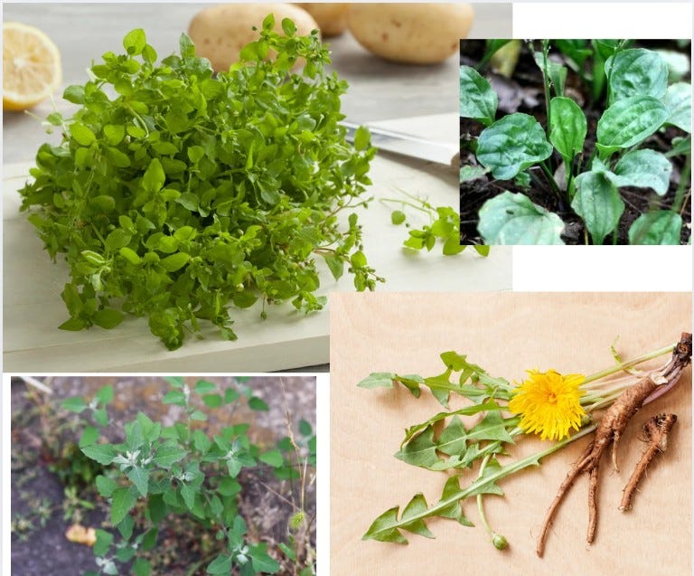 edible weeds: chickweed, plantain, lambs quarter and dandelion
