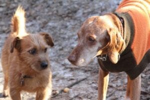 Smaller dogs may live twice as long life as their larger counterparts.