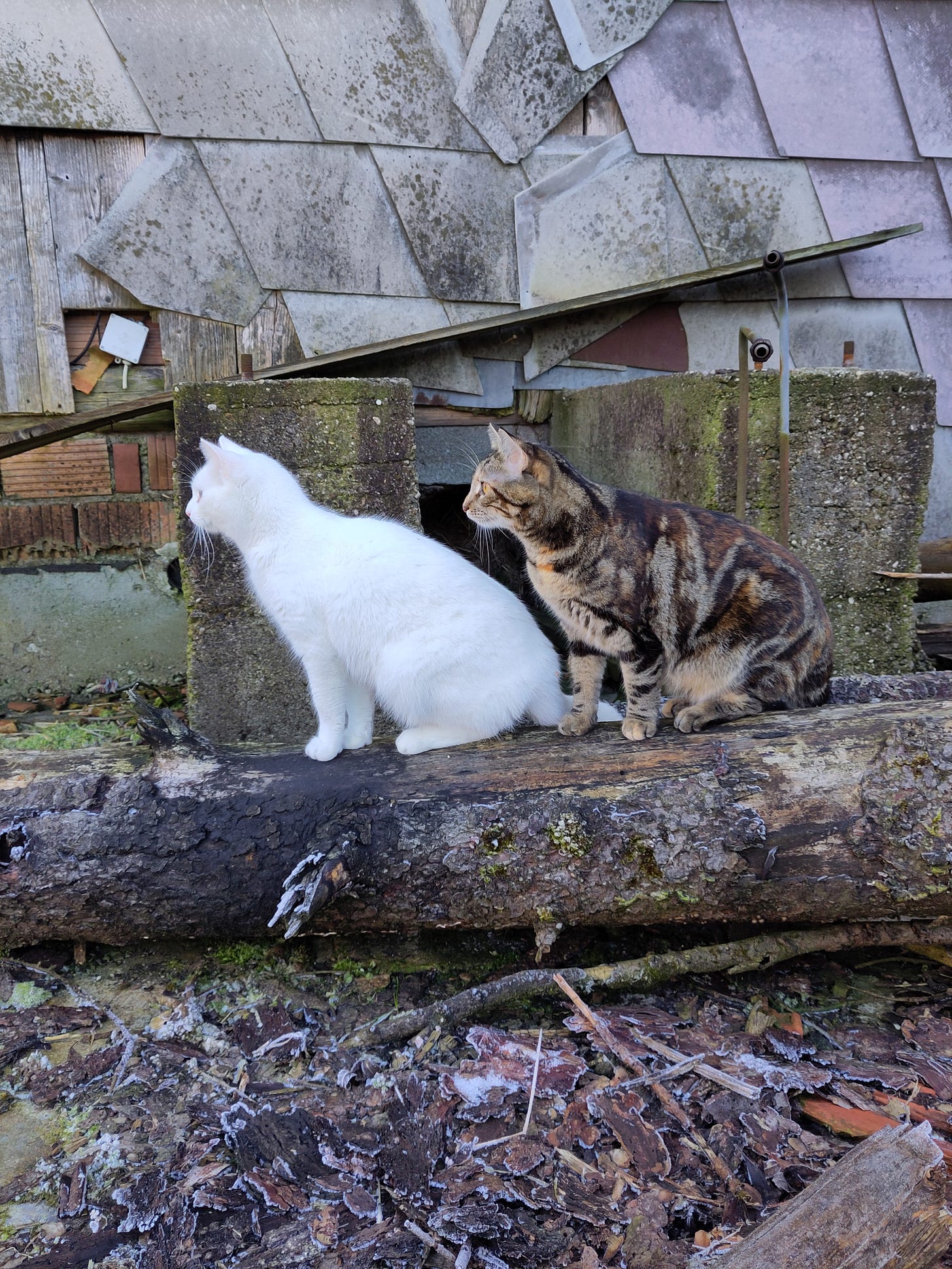 The photo shows two cats, one calico and one completely white, sitting on a big log in front of an old house, that seems to be falling apart.