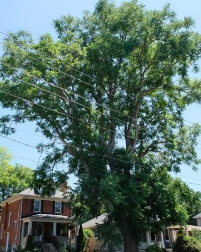 Kentucky coffeetree