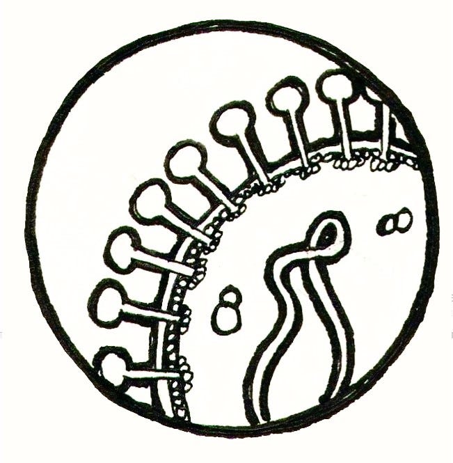Lymphocytic Choriomeningitis Virus and Immune Tolerance