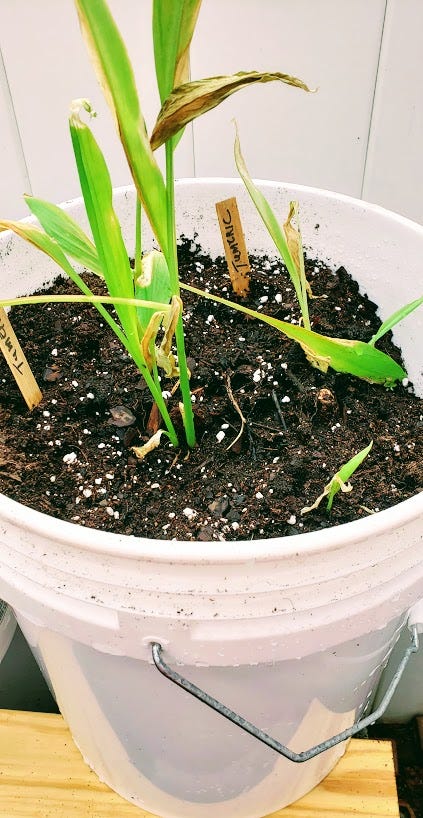 Turmeric Plants in container