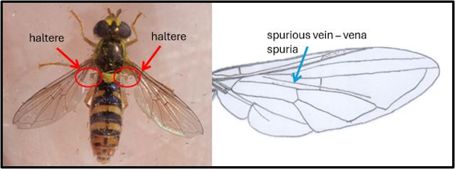 Wings of a hoverfly