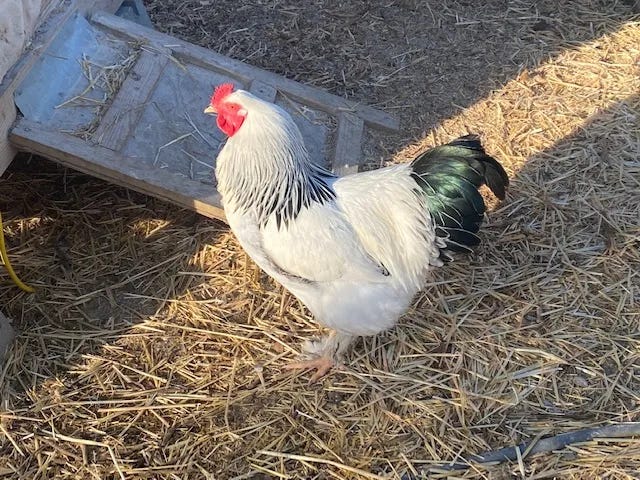 chicken feather sexing - telling chickens sex by feathers