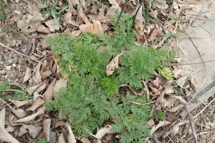 Figure 2. Poison hemlock rosette (Photo: Travis Legleiter) Figure 2. Poison hemlock rosette (Photo: Travis Legleiter)