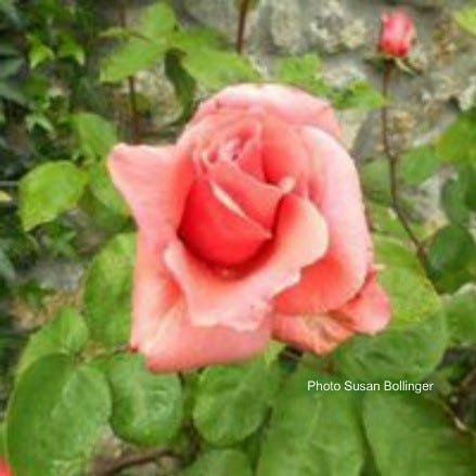 Spiritual Gardening Spiritual Gardening