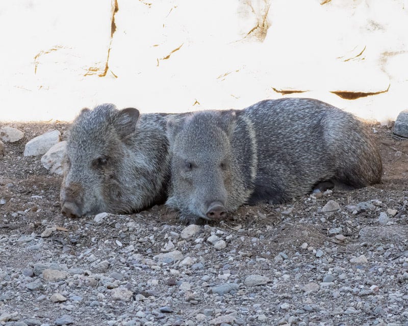 20251207-MBYJavelina-15-Edit.jpg 20251207-MBYJavelina-15-Edit.jpg